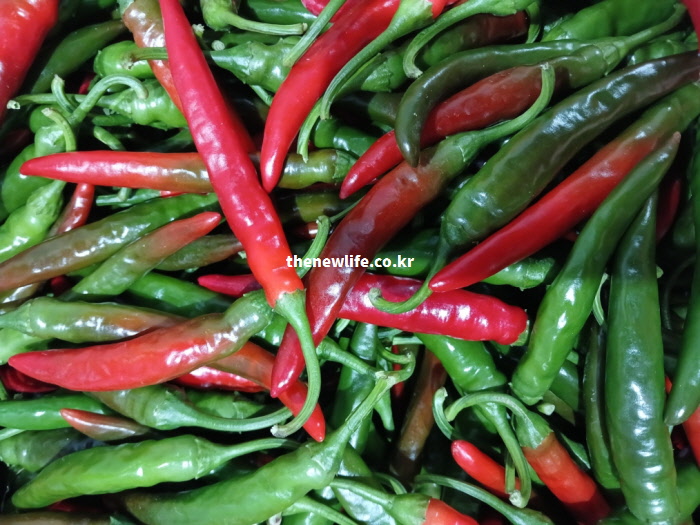 다이어트와 체지방 분해 효능이 있는 청양고추 실물 사진