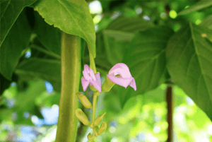 작두콩차 효능13