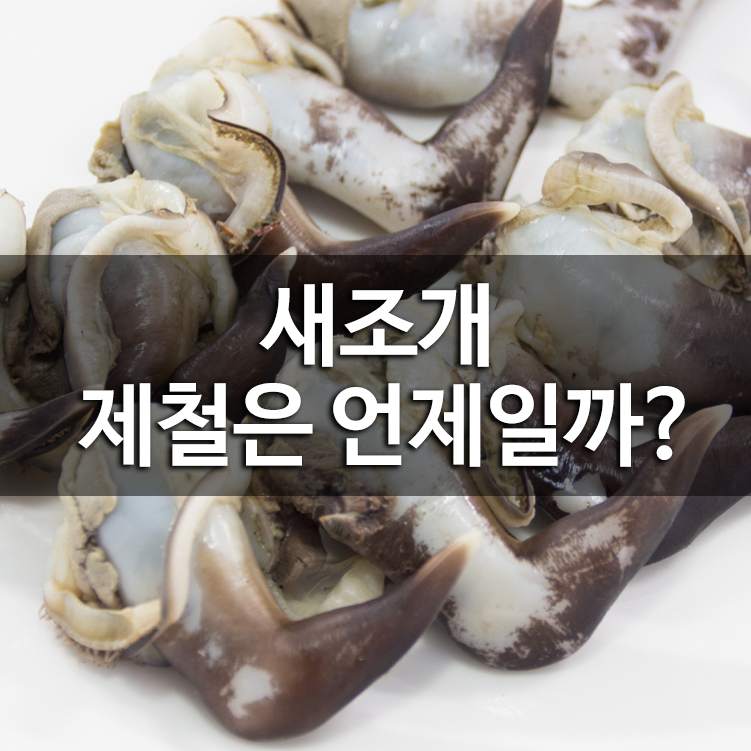 새조개 제철은 언제일까?
