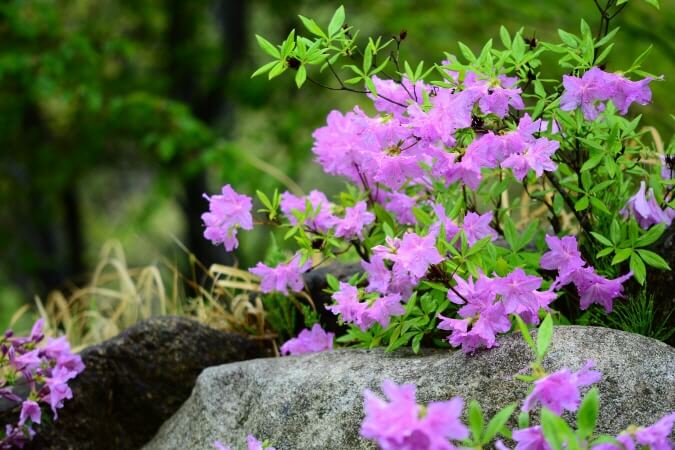 처음 시작하는 가드닝, 키우기 쉬운 정원수 BEST 10