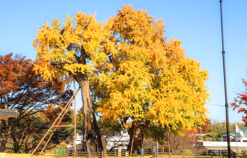 당진 면천 은행나무