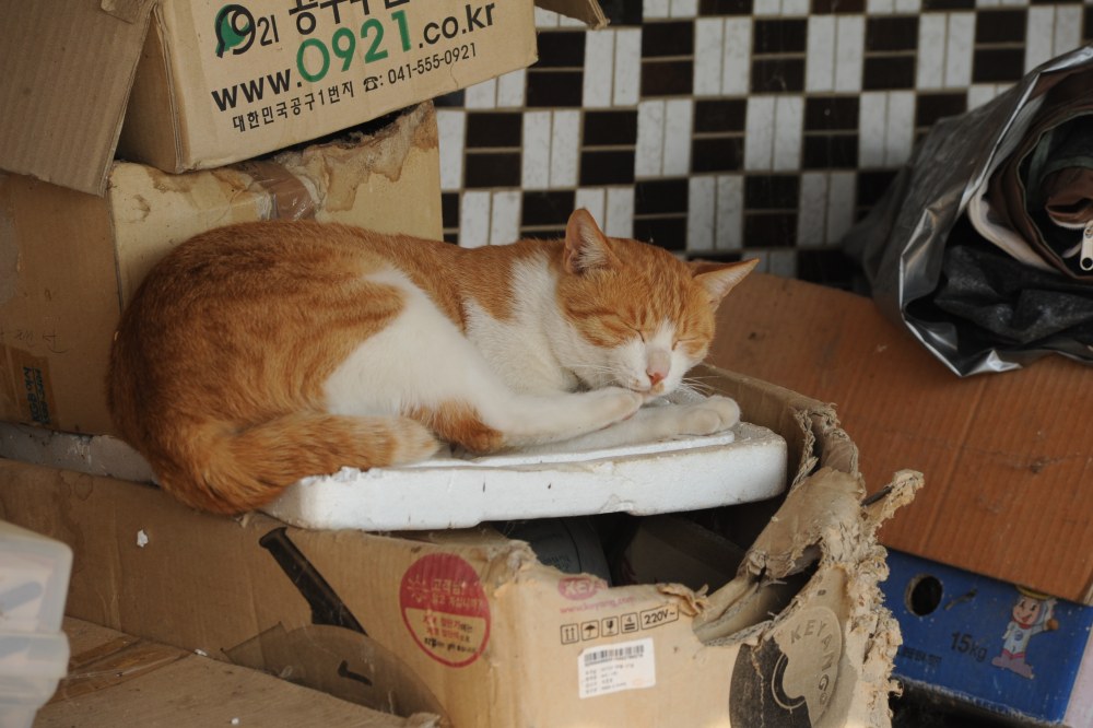 시골집 고양이 노랭이