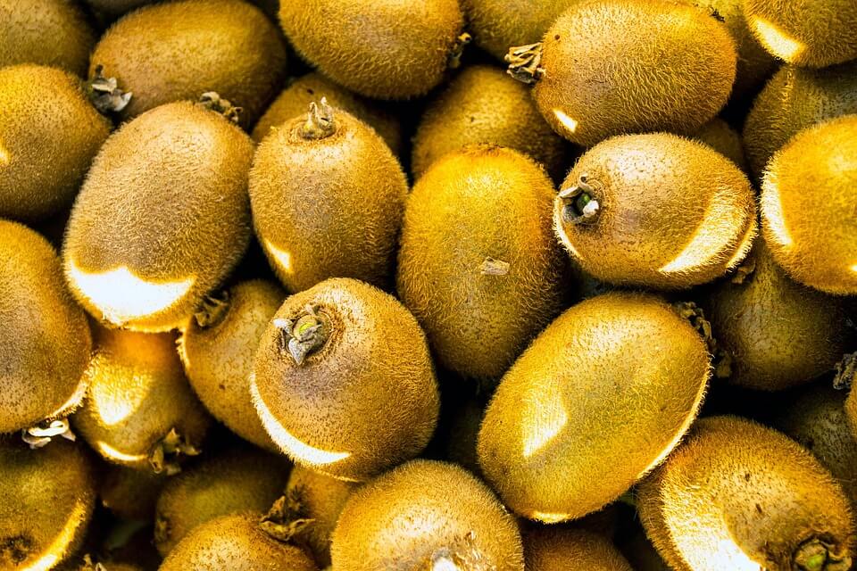 가을 제철 음식 '과일' 총 정리 (효능, 섭취방법)ㅣ포도, 홍로사과, 모과, 망고, 배, 석류 등