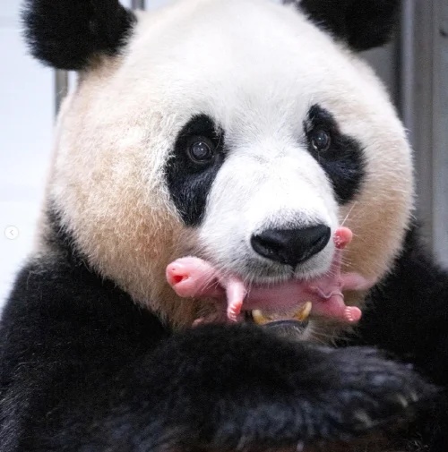 에버랜드 쌍둥이 판다