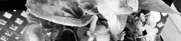 베고니아 키우기: 베고니아 삽목