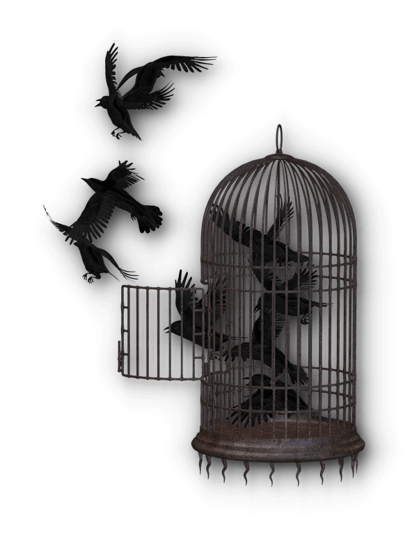 새장-image