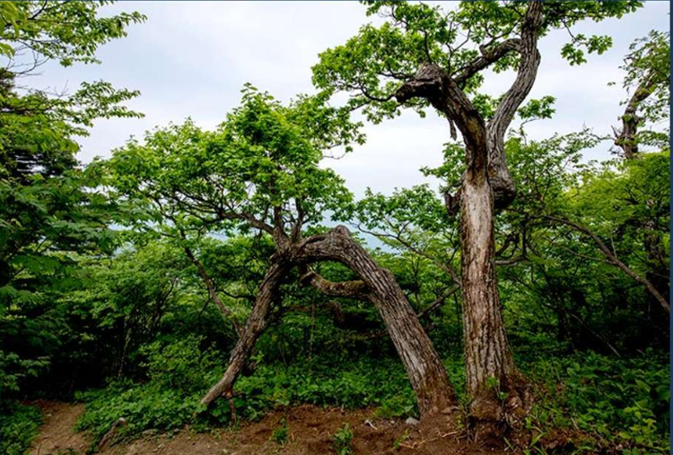 발왕수 가든 서울대 나무