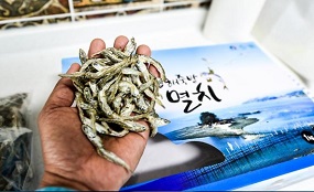 남해죽방멸치