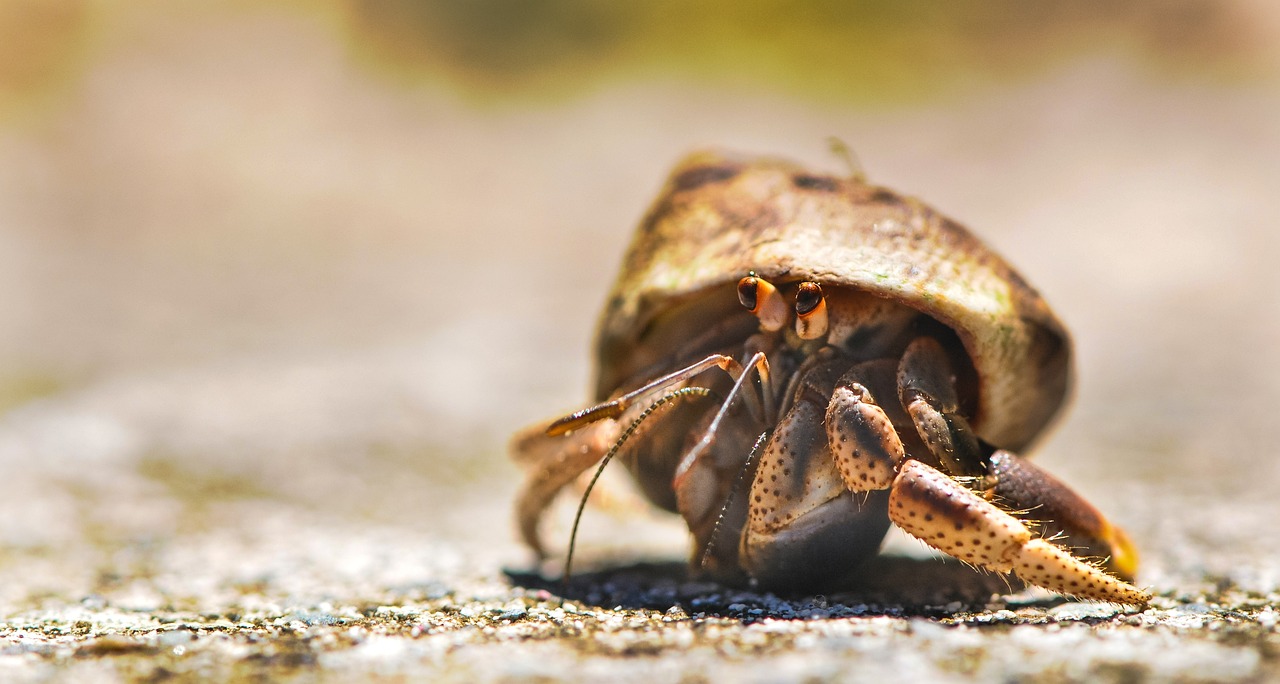 소라꿈