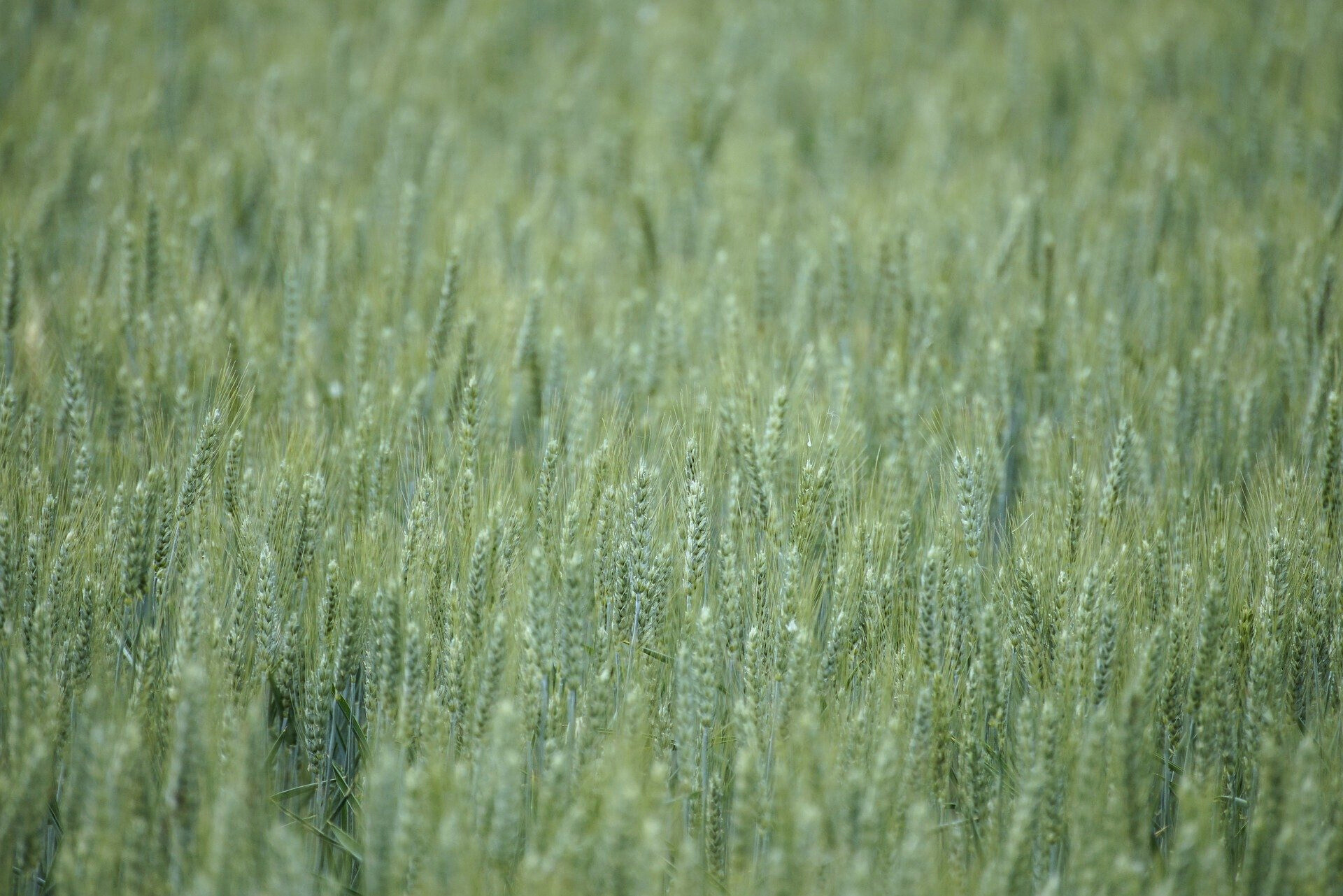 밀 농업 관련 사진