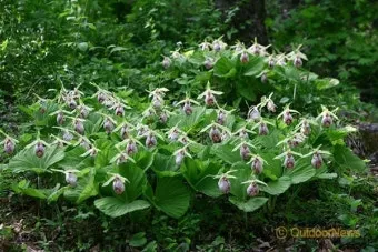 우리나라 특산식물 댕강나무와 댕강나무 꽃말 꽃댕강나무_13