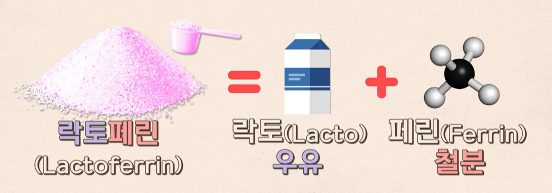 락토페린이란?