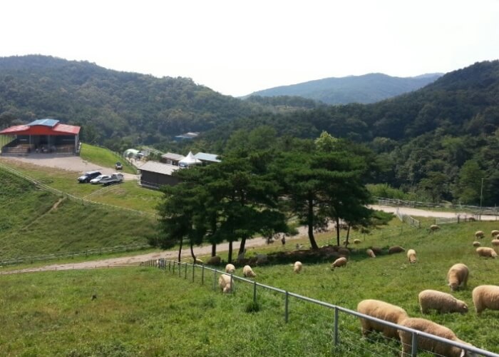 칠곡양떼목장