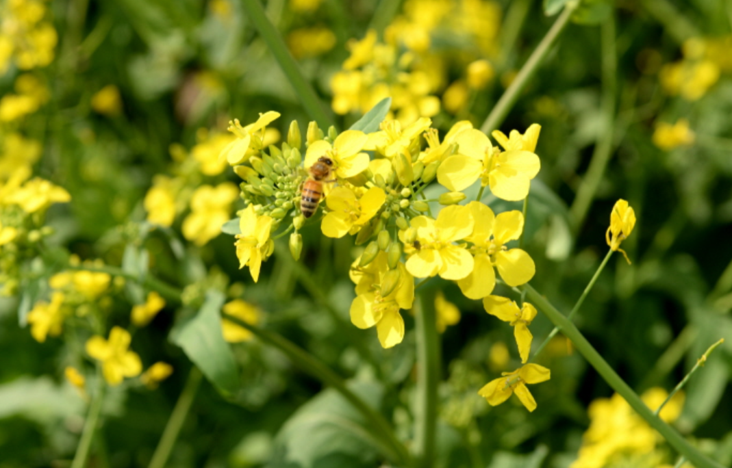 창녕낙동강유채축제 추천 이유