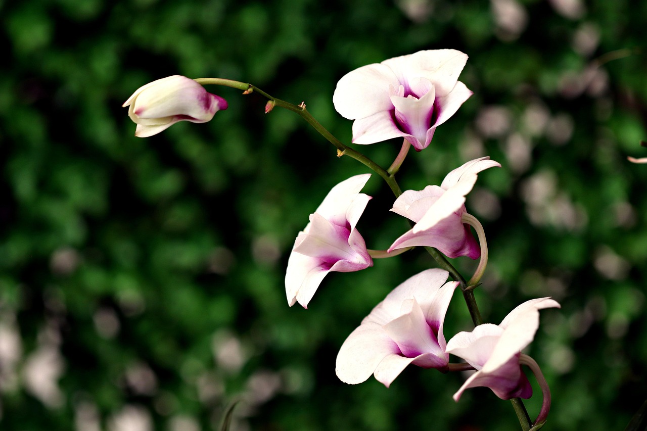 난초에 대해 알아보기