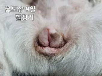 강아지 생리 기간 주의 사항_8
