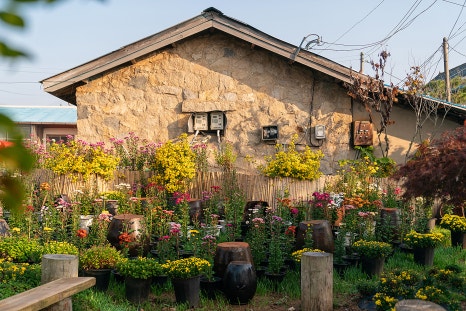 2025년 제25회 서산국화축제