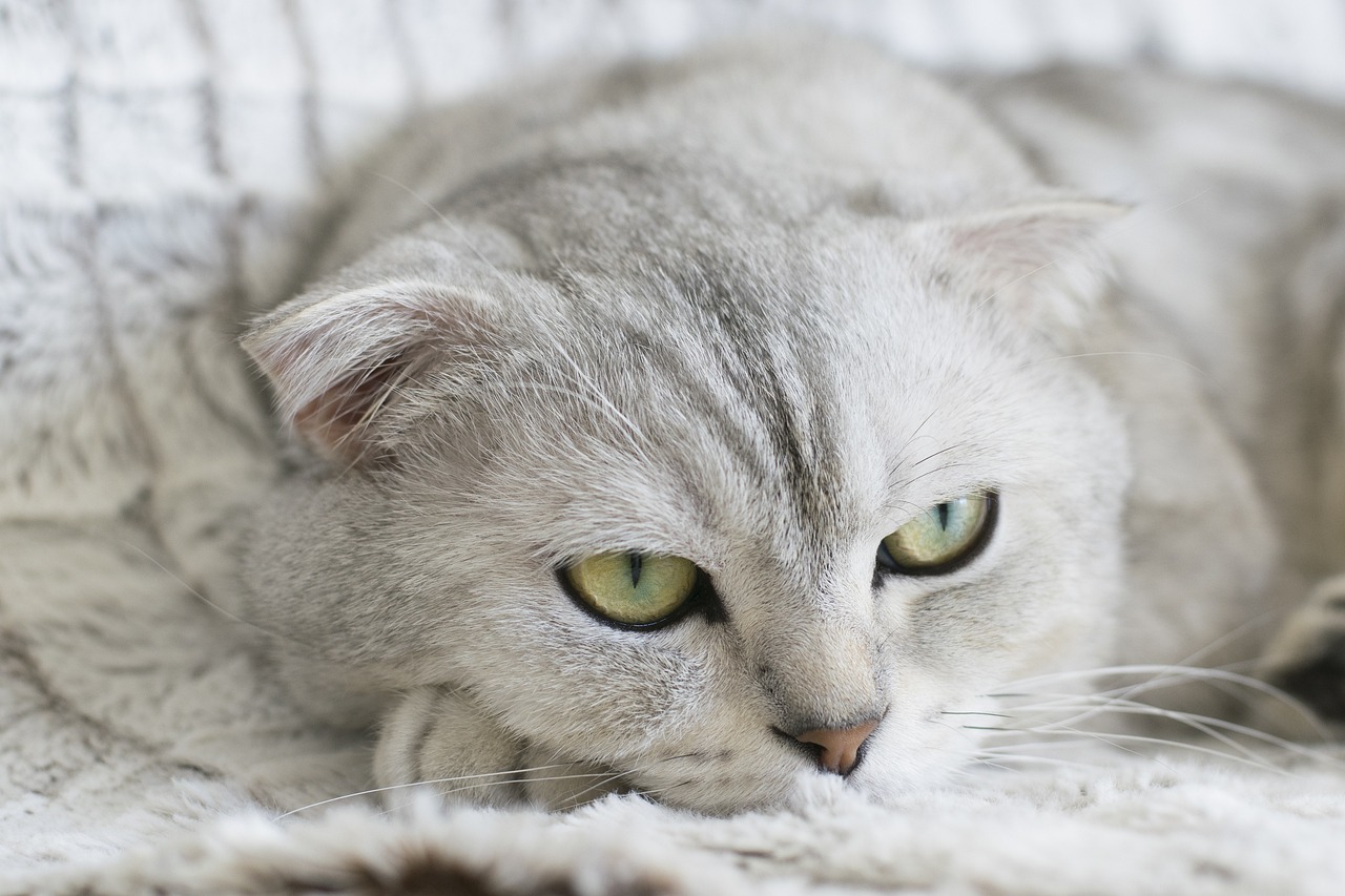 고양이 요로 결석 원인과 증상 그리고 예방법