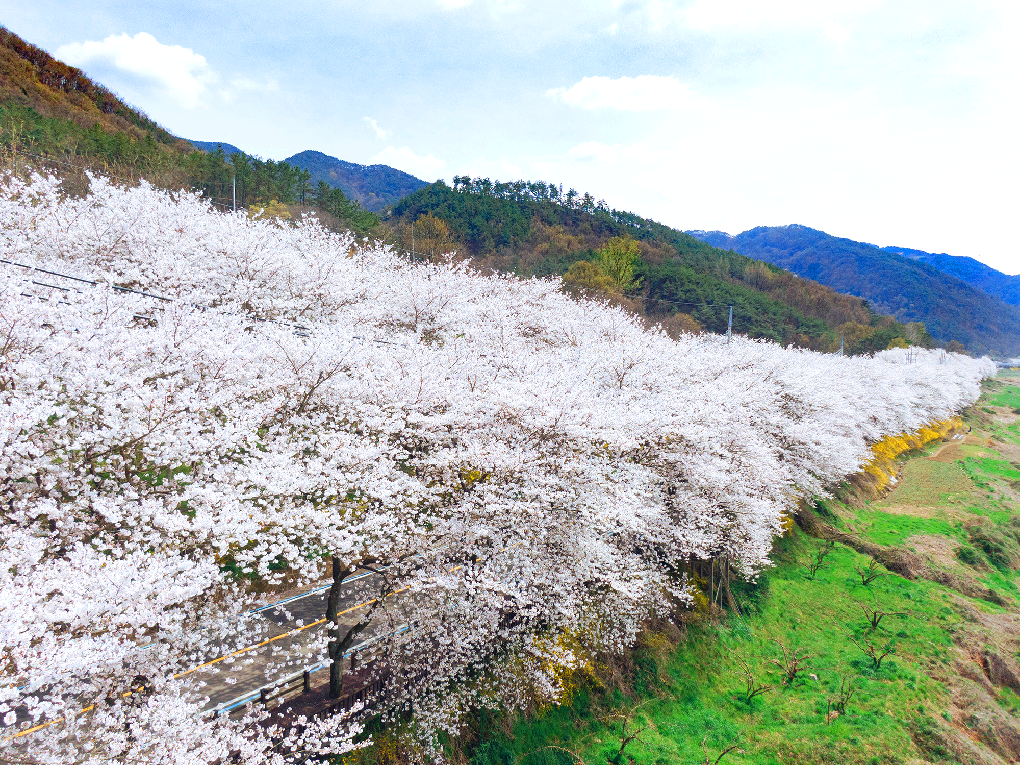 구례 300리 벚꽃축제