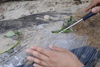 고구마 재배 쉬워요! 준비/모종/이식/관리