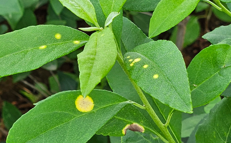 철쭉류 민떡병2