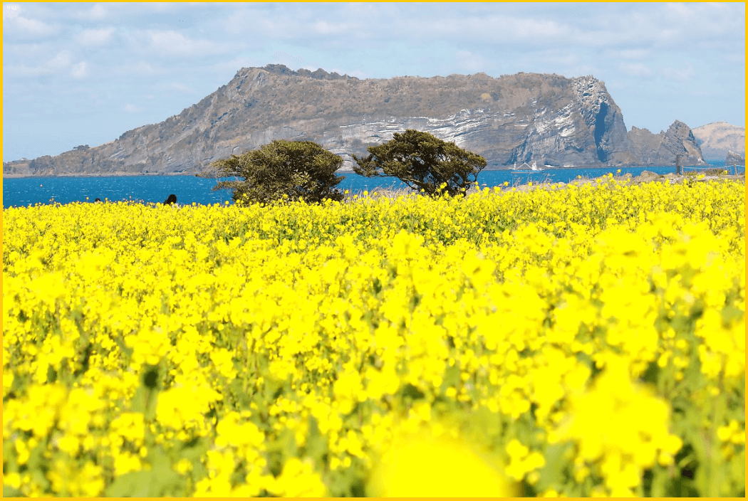 24년-유채꽃-개화시기-유채꽃명소-안내