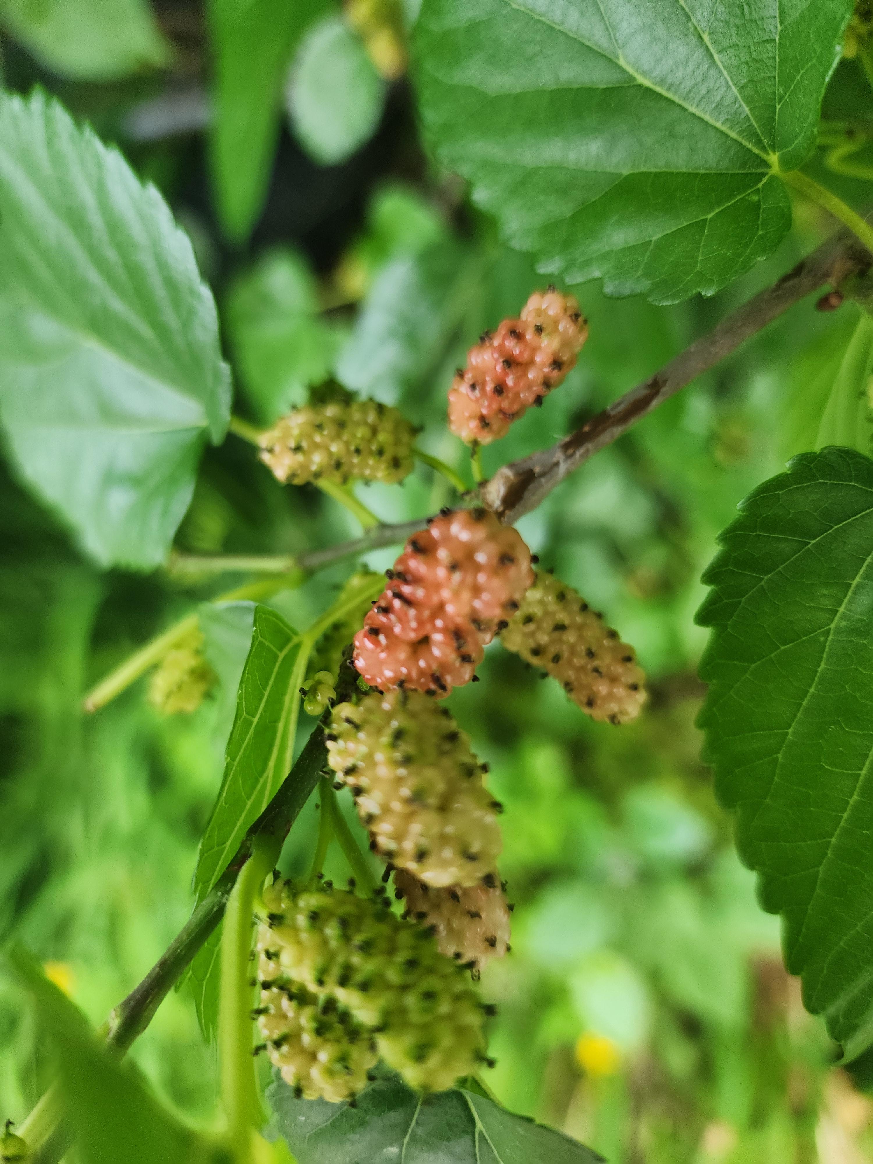 오디 - 열매 특징&amp;#44; 효능&amp;#44; 부작용&amp;#44; 먹는 법&amp;#44; 활용법&amp;#44;꽃말&amp;#44; 재배 방법