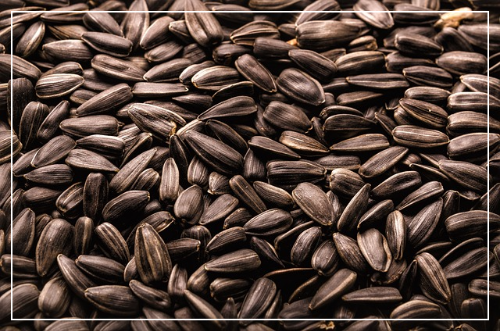 아연 영양적 특징