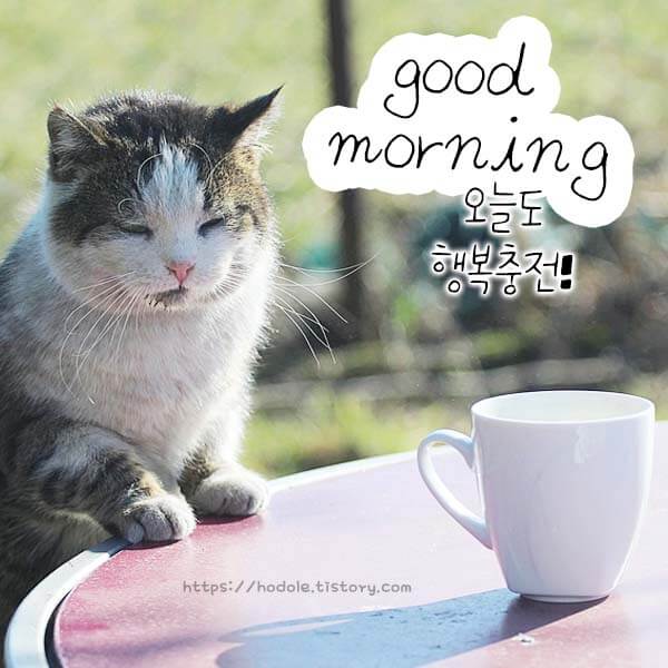 고양이굿모닝