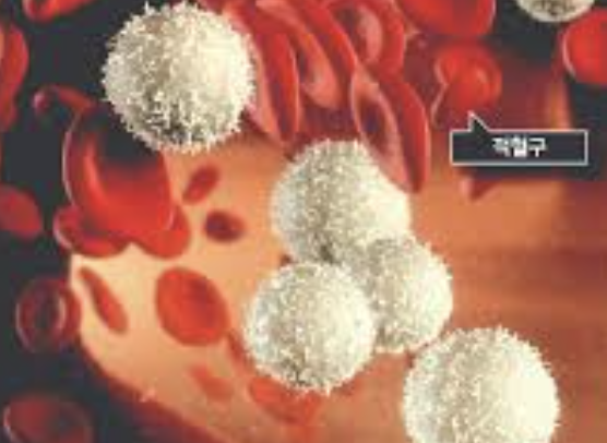 백혈구 수치가 낮은 이유 2