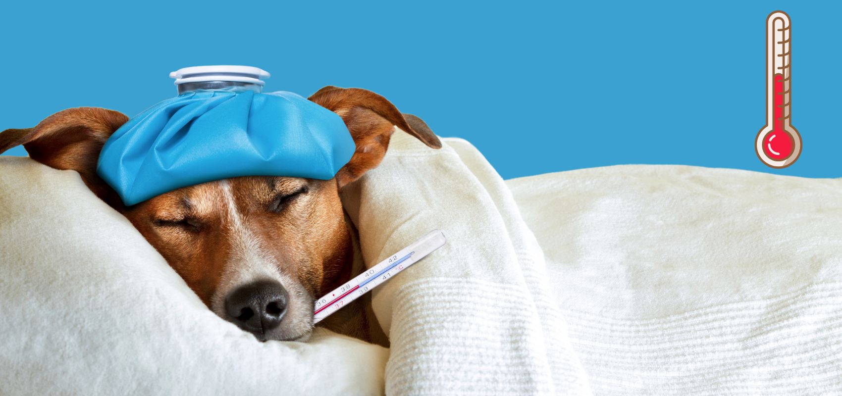 강아지 열사병 응급대처법 이미지