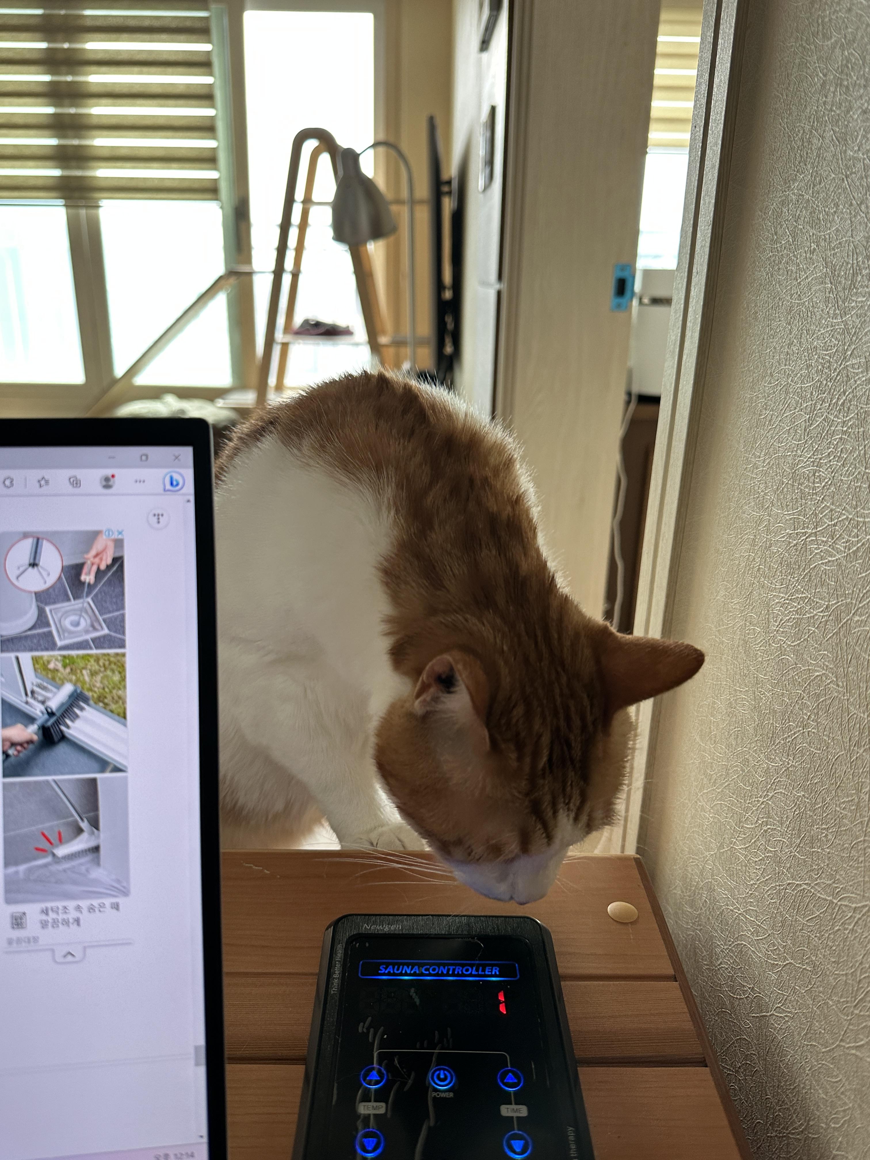 소심한 막둥이가 엄마를 지키는 방법 (feat.긴장해서 코까지 빨개진 막둥이)