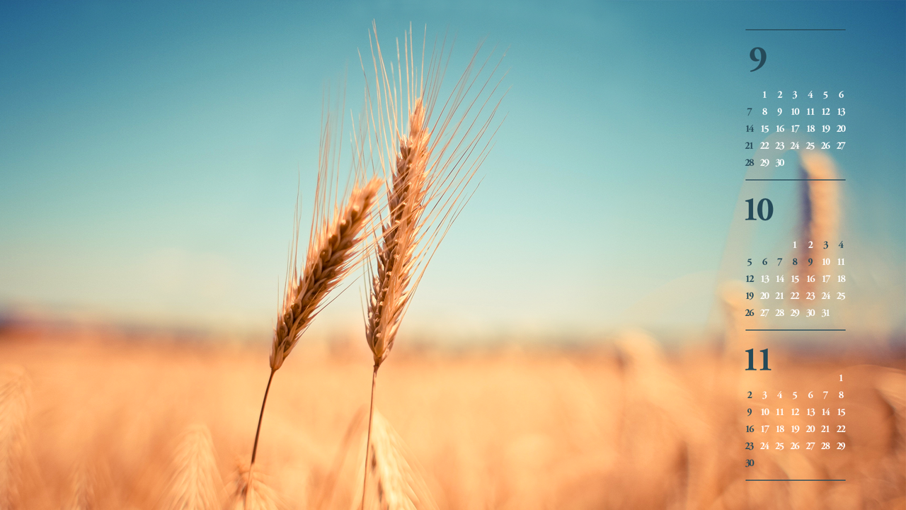 01 밀 B - 2025년10월 노트북배경화면