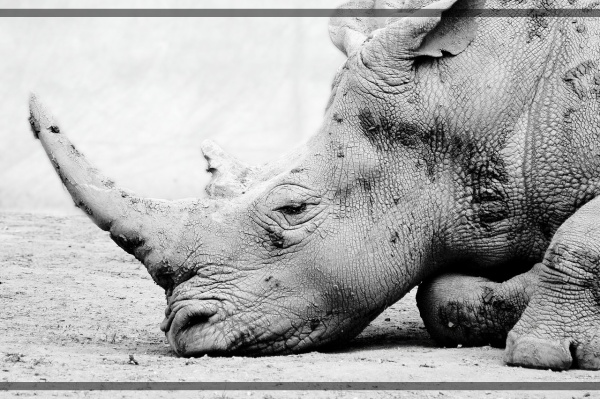 지구가 아파요. 5 자바코뿔소, 멸종 위기 포유류 자연의 귀중한 존재