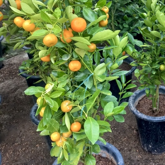 유주나무 키우기 금귤나무 키우기 쉬운 나무