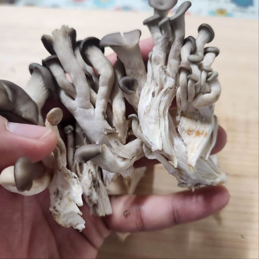 느타리버섯 손질