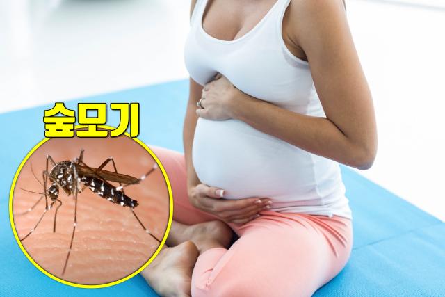 모기가 옮기는 병 지카바이러스
