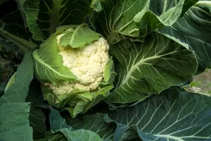 난청-치료-방법