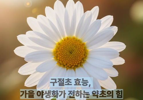 구절초 효능, 가을 야생화가 전하는 약초의 힘