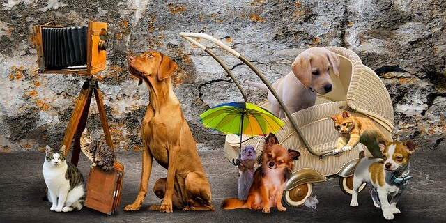 2024년 신년운세 개띠 3월 천천히 앞으로 전진