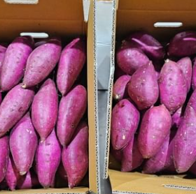 대가마을고구마 