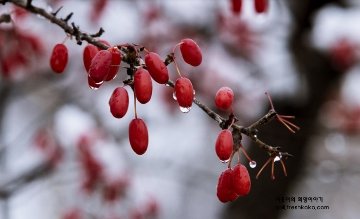 신장에 좋은 음식