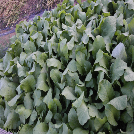 절임 배추