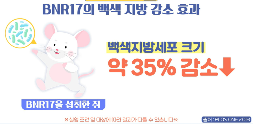 bnr17유산균 효능