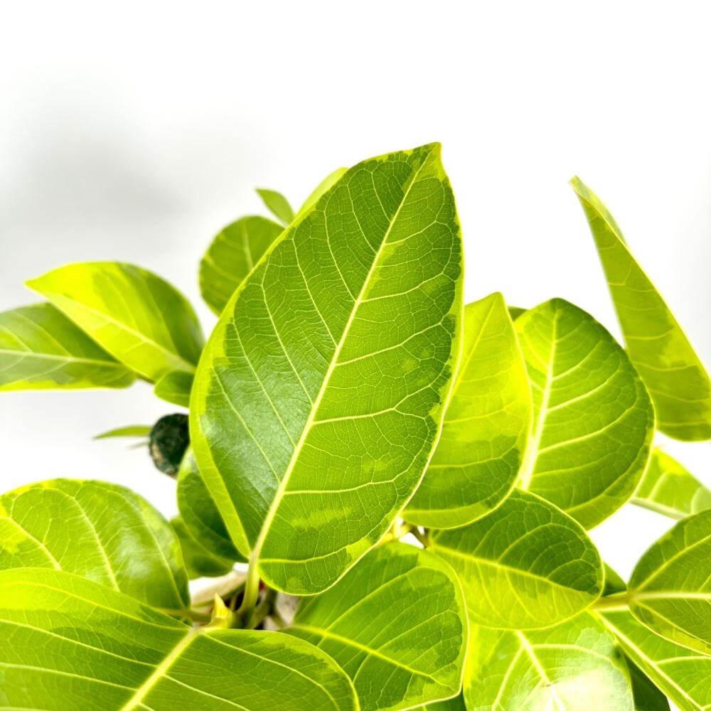 고무나무 키우기