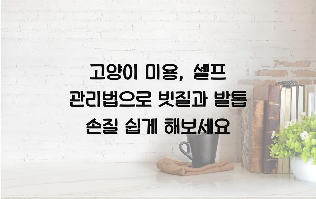 고양이 미용, 빗질부터 발톱까지 셀프 관리법