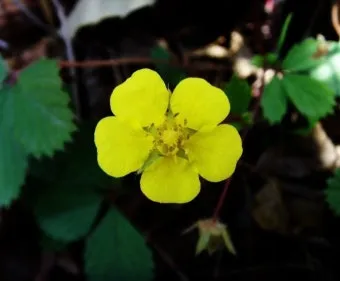 5월의 야생화 백화등 소리쟁이 낮달맞이꽃 알프스민들레_16