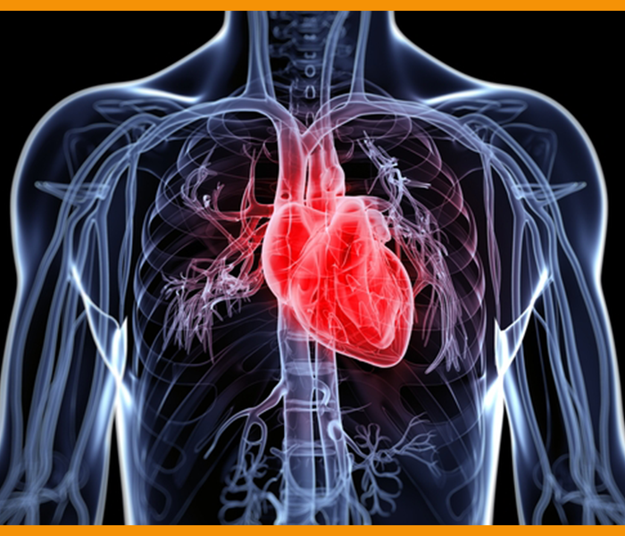 초석잠 효능 - 심혈관 질환예방