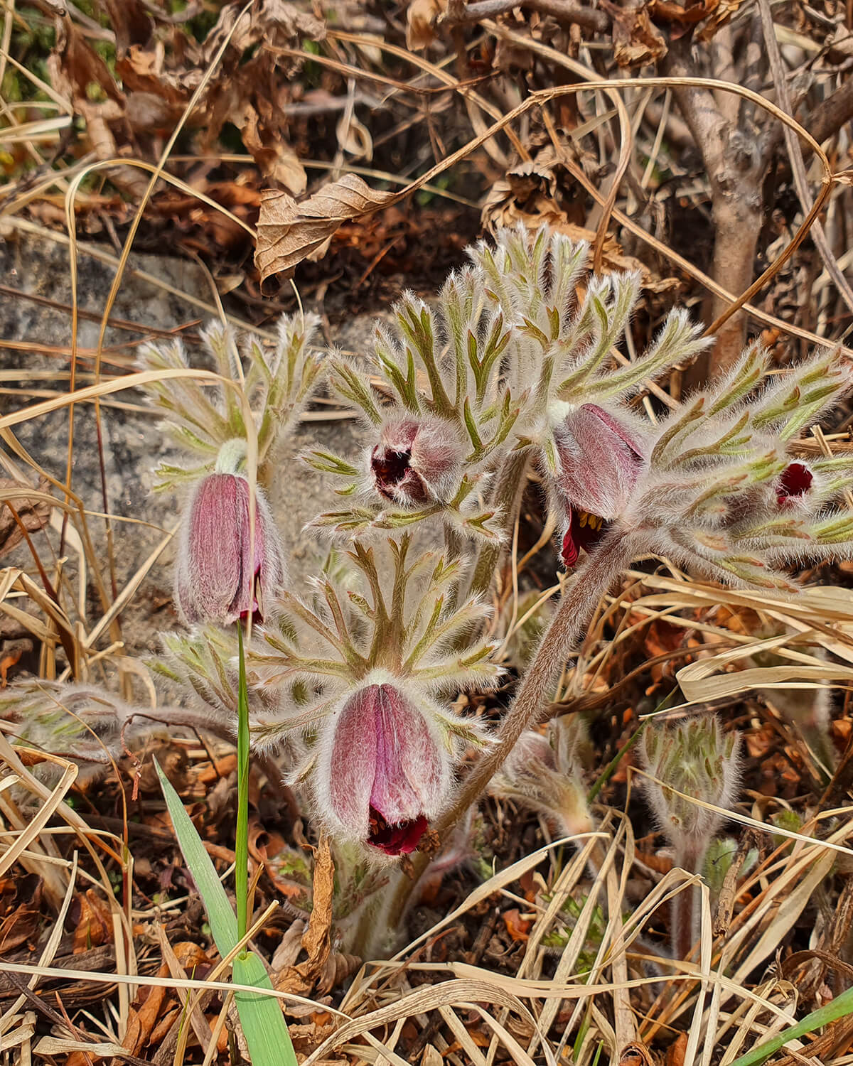 성남시식물원 할미꽃12