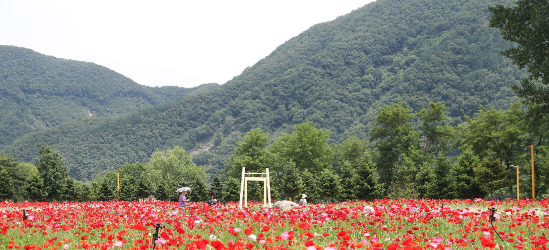 자라섬 꽃 페스타 전경